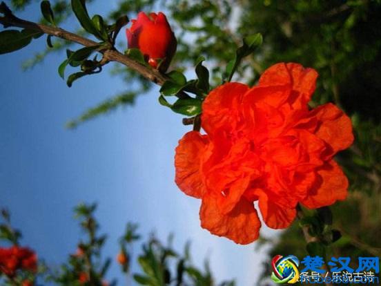 五月，石榴花开了，结出小小的果实，惹人喜爱