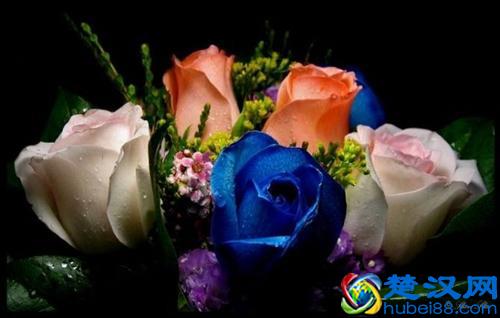 蓝颜知己是什么意思 蓝颜和红颜有什么区别