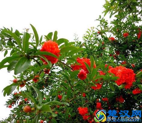 五月，石榴花开了，结出小小的果实，惹人喜爱