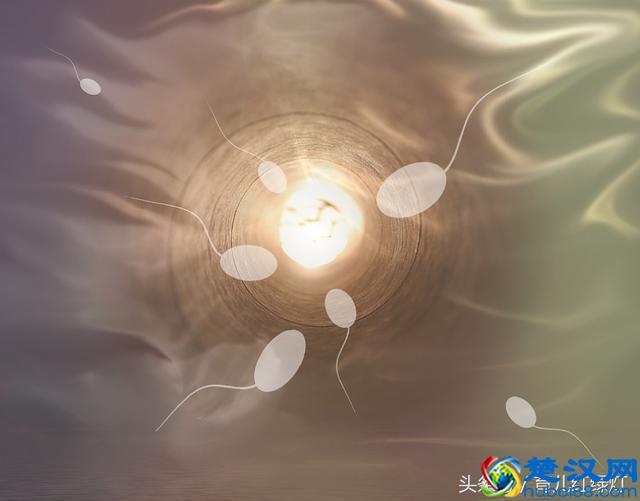 从胚芽到大宝宝的发育过程