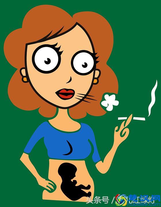 从胚芽到大宝宝的发育过程