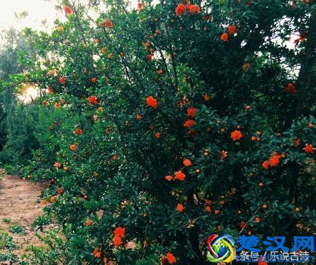 五月，石榴花开了，结出小小的果实，惹人喜爱