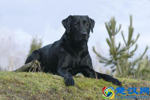 狗血辟邪是什么时候开始的，为什么人们认为狗血能够驱邪呢？