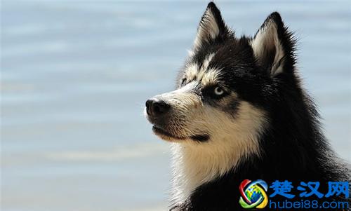 狗血辟邪是什么时候开始的，为什么人们认为狗血能够驱邪呢？