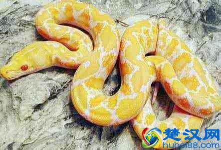 为什么有的人喜欢养冷血动物，看看我说对了吗？