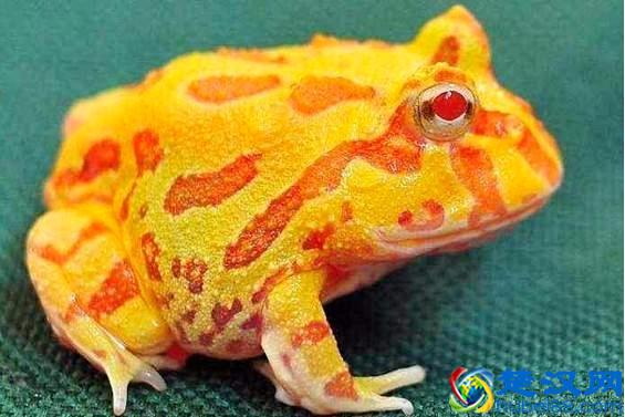 为什么有的人喜欢养冷血动物，看看我说对了吗？