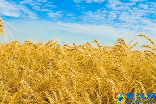 乌鸦为什么是黑色的？好悲伤的故事看哭了