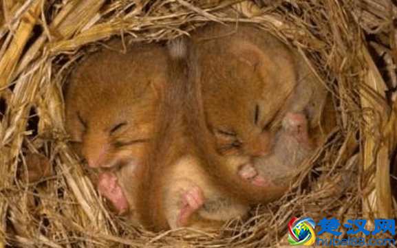 动物为什么会冬眠，它们失眠的时候都在做什么？