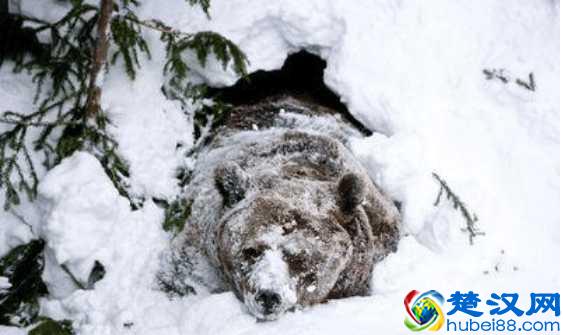 动物为什么会冬眠，它们失眠的时候都在做什么？