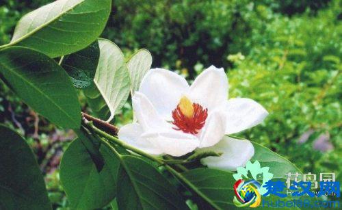 被子植物是什么 被子植物的介绍