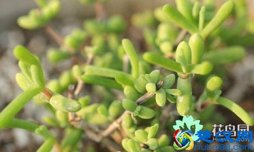 被子植物是什么 被子植物的介绍