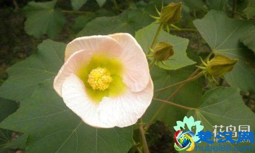 被子植物是什么 被子植物的介绍