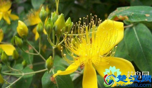 被子植物是什么 被子植物的介绍