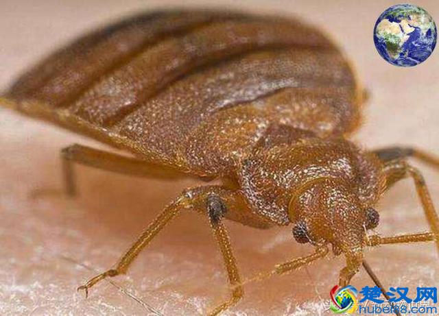 飞蛾为什么要扑火？它们的目的可不是为了自取灭亡