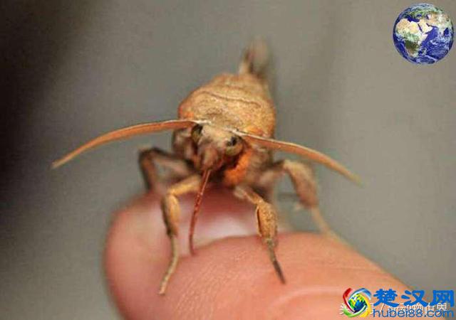 飞蛾为什么要扑火？它们的目的可不是为了自取灭亡