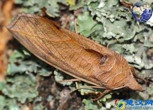 飞蛾为什么要扑火？它们的目的可不是为了自取灭亡