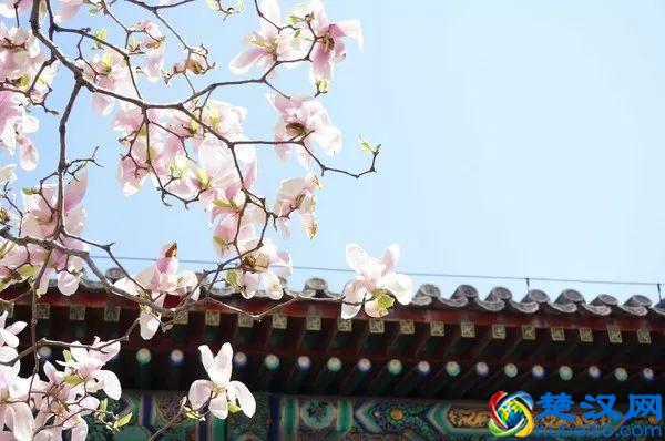 京城玉兰花已经开了！北京到哪里看玉兰花好？就去这几个地方！