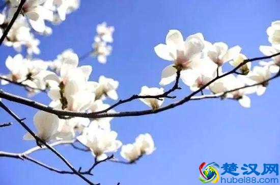 京城玉兰花已经开了！北京到哪里看玉兰花好？就去这几个地方！