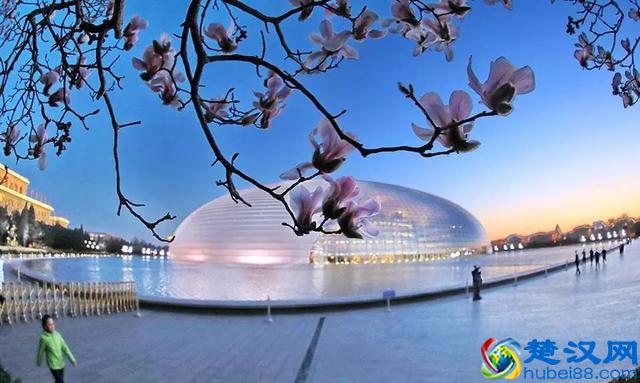 京城玉兰花已经开了！北京到哪里看玉兰花好？就去这几个地方！