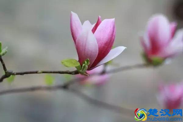 京城玉兰花已经开了！北京到哪里看玉兰花好？就去这几个地方！