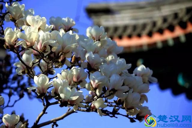 京城玉兰花已经开了！北京到哪里看玉兰花好？就去这几个地方！