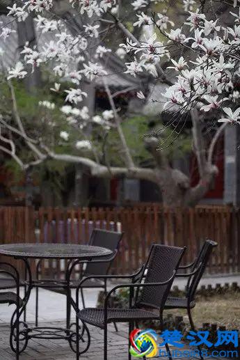 京城玉兰花已经开了！北京到哪里看玉兰花好？就去这几个地方！