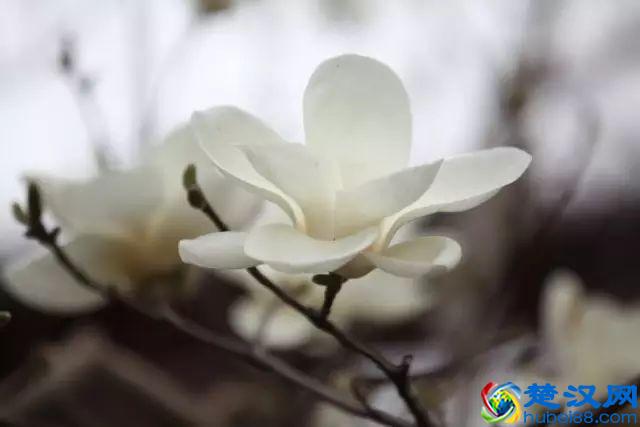 京城玉兰花已经开了！北京到哪里看玉兰花好？就去这几个地方！