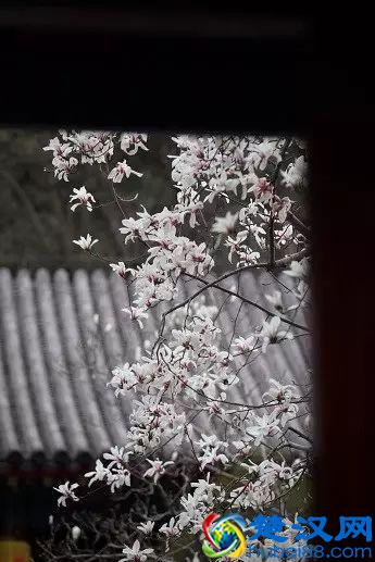 京城玉兰花已经开了！北京到哪里看玉兰花好？就去这几个地方！