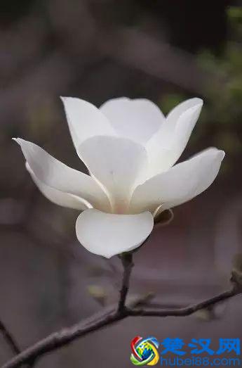 京城玉兰花已经开了！北京到哪里看玉兰花好？就去这几个地方！