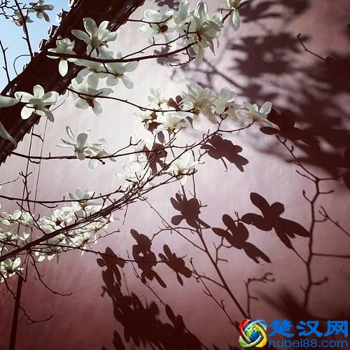 京城玉兰花已经开了！北京到哪里看玉兰花好？就去这几个地方！