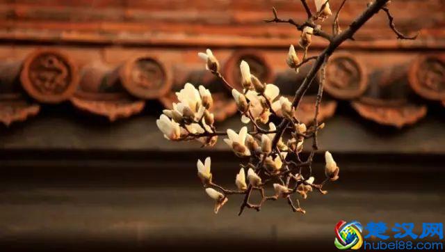 京城玉兰花已经开了！北京到哪里看玉兰花好？就去这几个地方！