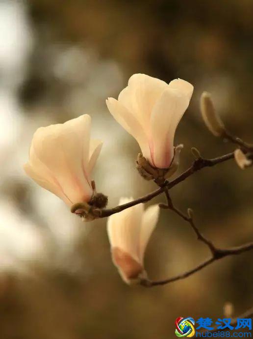 京城玉兰花已经开了！北京到哪里看玉兰花好？就去这几个地方！