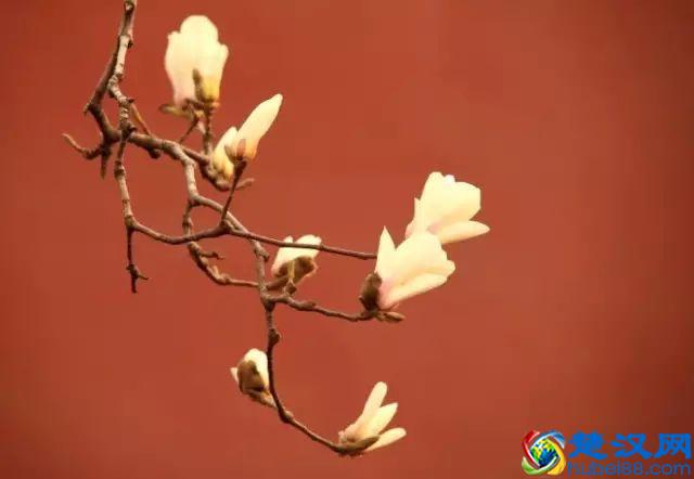京城玉兰花已经开了！北京到哪里看玉兰花好？就去这几个地方！
