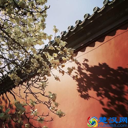 京城玉兰花已经开了！北京到哪里看玉兰花好？就去这几个地方！