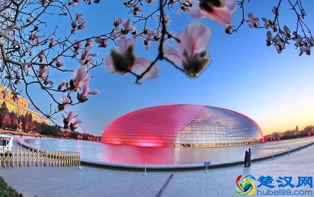 京城玉兰花已经开了！北京到哪里看玉兰花好？就去这几个地方！