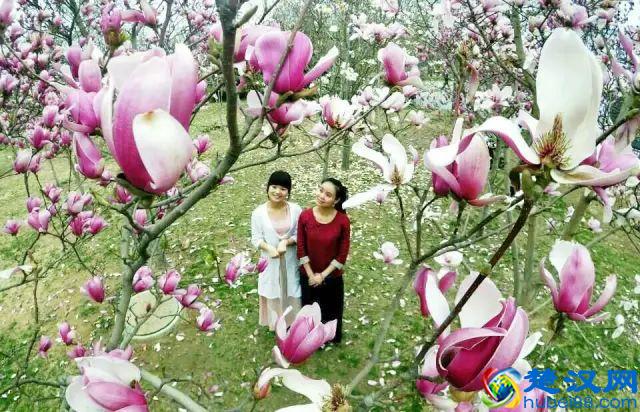 京城玉兰花已经开了！北京到哪里看玉兰花好？就去这几个地方！