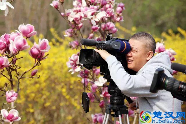 京城玉兰花已经开了！北京到哪里看玉兰花好？就去这几个地方！