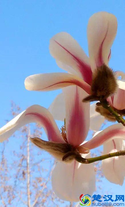 京城玉兰花已经开了！北京到哪里看玉兰花好？就去这几个地方！