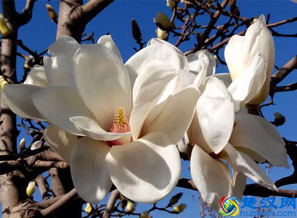 京城玉兰花已经开了！北京到哪里看玉兰花好？就去这几个地方！