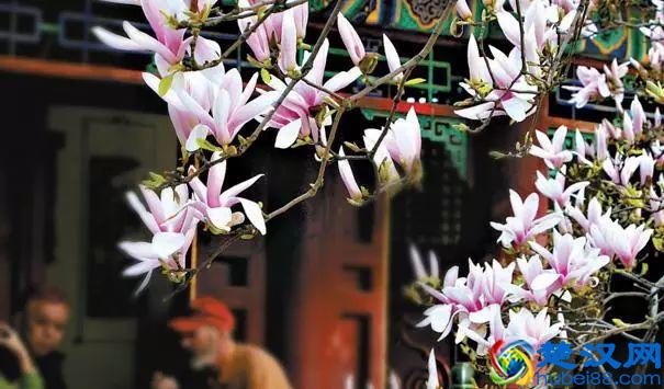 京城玉兰花已经开了！北京到哪里看玉兰花好？就去这几个地方！