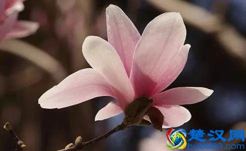 京城玉兰花已经开了！北京到哪里看玉兰花好？就去这几个地方！