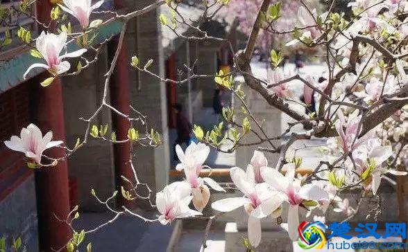 京城玉兰花已经开了！北京到哪里看玉兰花好？就去这几个地方！