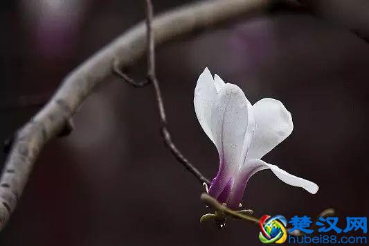 京城玉兰花已经开了！北京到哪里看玉兰花好？就去这几个地方！