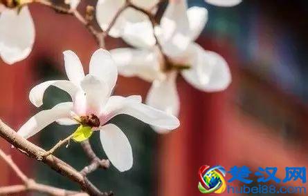 京城玉兰花已经开了！北京到哪里看玉兰花好？就去这几个地方！