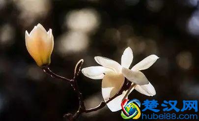 京城玉兰花已经开了！北京到哪里看玉兰花好？就去这几个地方！