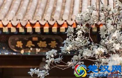 京城玉兰花已经开了！北京到哪里看玉兰花好？就去这几个地方！