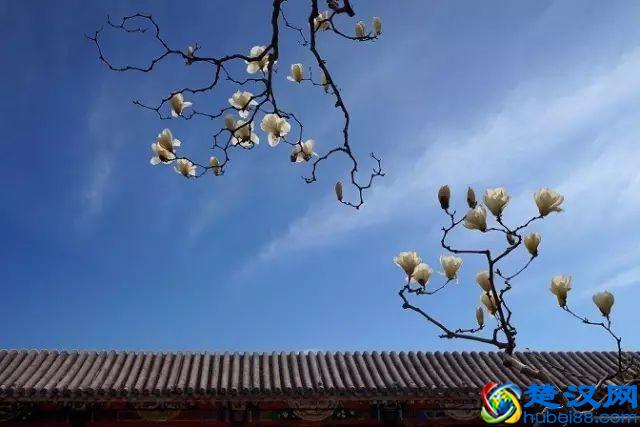 京城玉兰花已经开了！北京到哪里看玉兰花好？就去这几个地方！