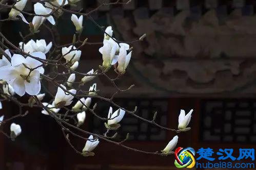 京城玉兰花已经开了！北京到哪里看玉兰花好？就去这几个地方！