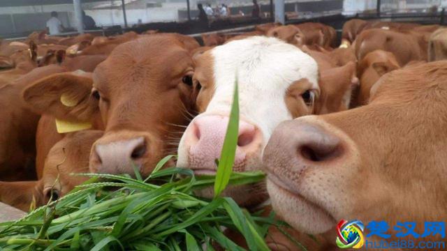 未来5年，农民养殖什么最赚钱？不是养猪，也不是养鸡