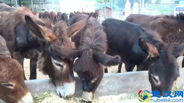 未来5年，农民养殖什么最赚钱？不是养猪，也不是养鸡